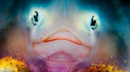 XXIV Semana del Cine Submarino para escolares