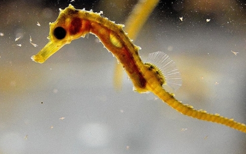 Cine Submarino:  El desconocido mundo de los signátidos. Vigo