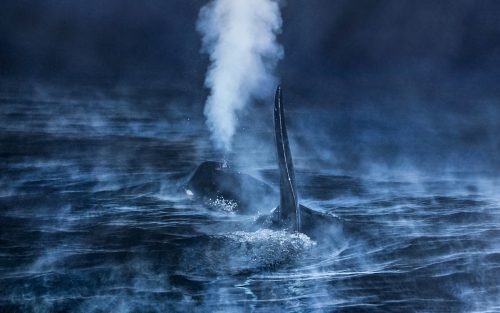 Exposición «Fotógrafos da Natureza 2016. European Wildlife Photographer of the Year». Pontevedra. Últimos días!