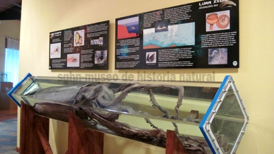 Visita guiada al Museo de Historia Natural de Ferrol. Espazo +60