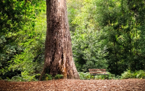 Día del Medio Ambiente 