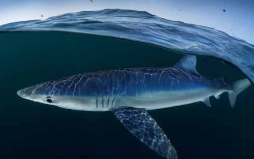 XXX SEMANA DE CINE SUBMARINO en Vigo