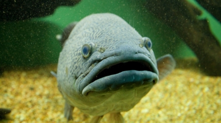 Peces incre&iacute;bles