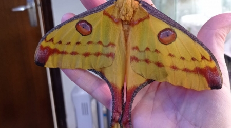 Taller de mariposas. Naturnova