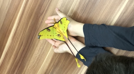 Taller de mariposas. Naturnova