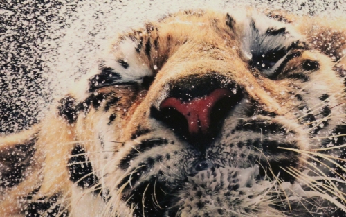Exposición EMOCIÓNS EN PERIGO. Fotografías de Tim Flach, en Ferrol