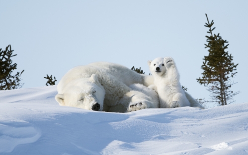 Exposición COMEDY WILDLIFE, en A Coruña