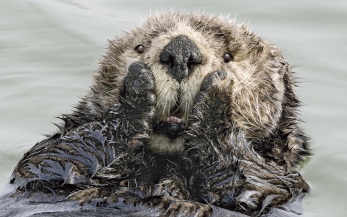 Exposición COMEDY WILDLIFE, en Cedeira
