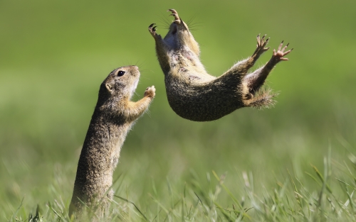 Exposición COMEDY WILDLIFE, en Pontevedra Exposición COMEDY WILDLIFE, en Pontevedra