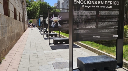 Emoci&oacute;ns en perigo. Fotograf&iacute;as de Tim Flach, en Ourense