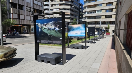 Emoci&oacute;ns en perigo. Fotograf&iacute;as de Tim Flach, en Ourense