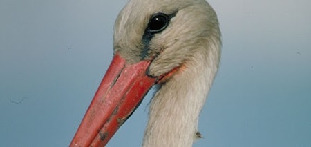 Exposición FAUNA ESENCIAL, en Maceda Exposición FAUNA ESENCIAL, en Maceda
