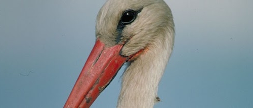 Exposición FAUNA ESENCIAL, en Salvaterra do Miño