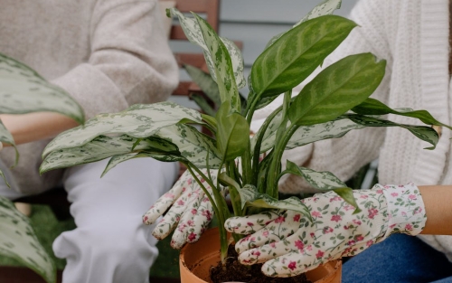 Taller de trasplante y cuidados básicos de plantas de interior, Espazo +60 Pontevedra