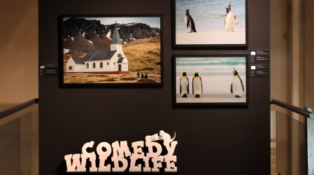 Comedy Wildlife Madrid. Foto: José María Cazcarra