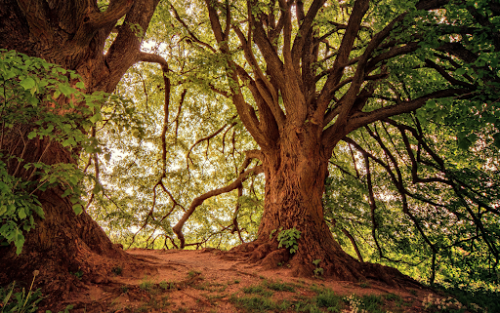 Exposición UN MUNDO DE ÁRBOLES, en Vigo