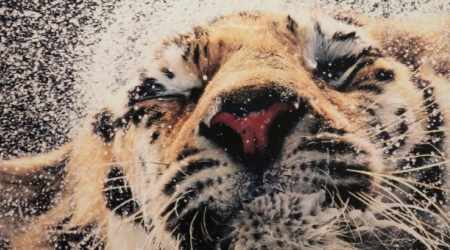 Visitas guiadas a exposición de Tim Flach - Espazo +60 Ferrol Visitas guiadas a exposición de Tim Flach - Espazo +60 Ferrol