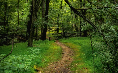 Ruta arqueolóxica e de natureza - Espazo +60 Ourense