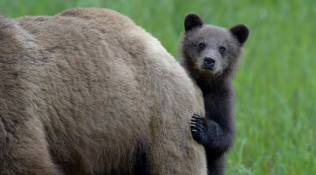 Exposición: MIÑA NAI! Maternidades e crías no mundo animal, en Vigo