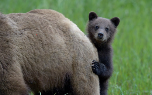 Exposición: MIÑA NAI! Maternidades e crías no mundo animal, en Vigo