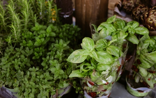 Descubre el mundo de las plantas aromáticas - Espazo +60 Pontevedra
