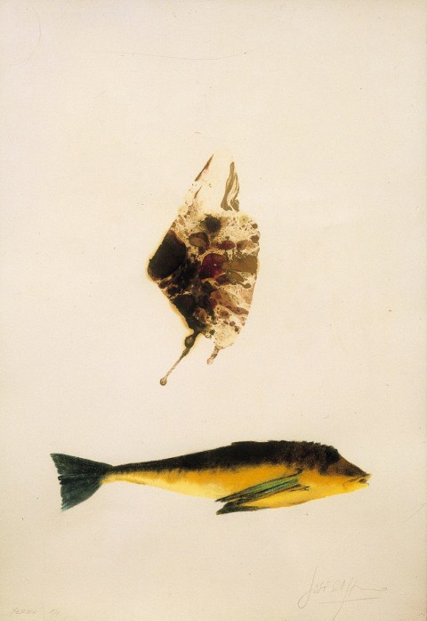 Nós conservamos a naturaleza I