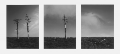 SIN TÍTULO (DOS ÁRBOLES)