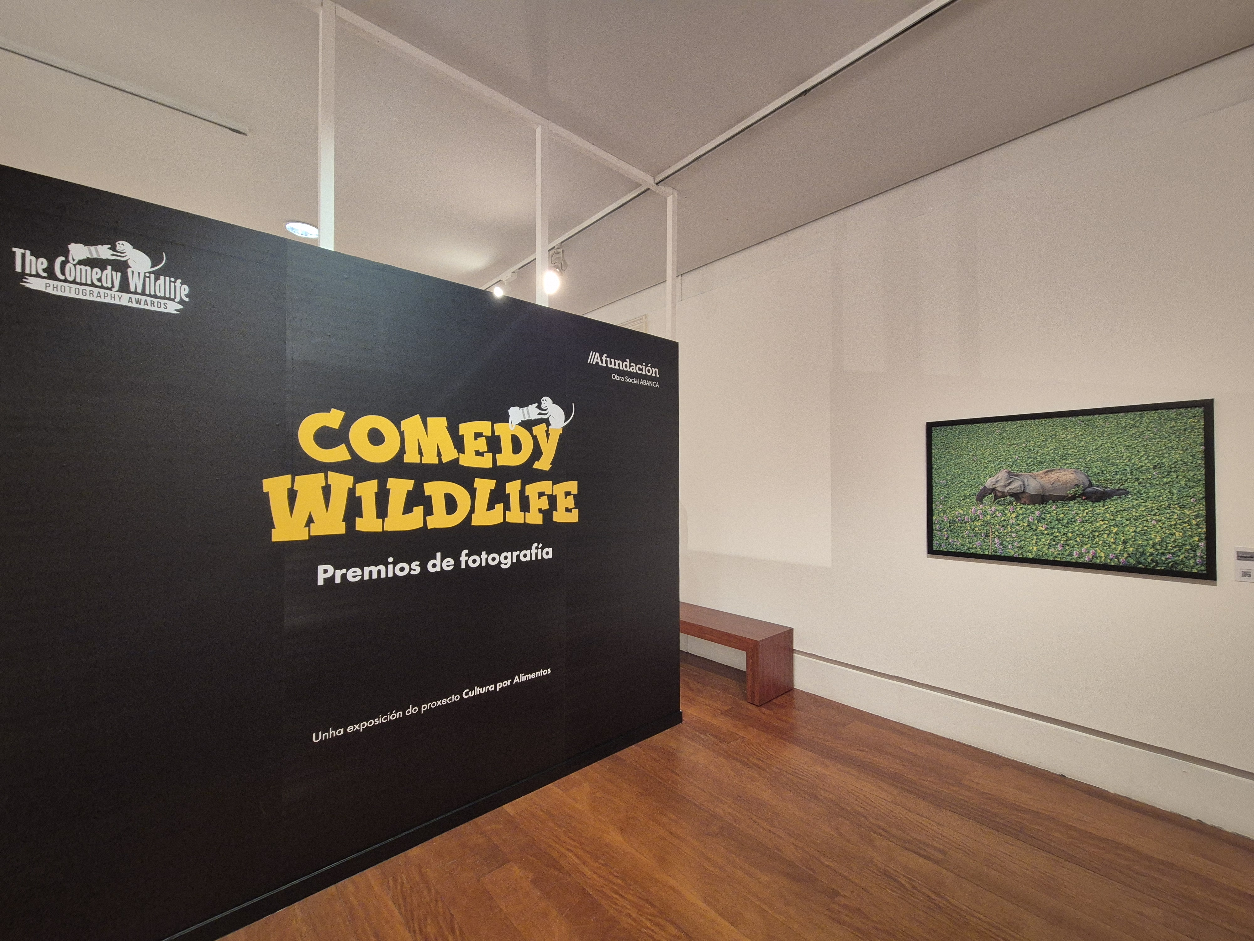 Afundación propone descubrir la comicidad escondida en la naturaleza en su nueva exposición en Pontevedra Afundación propone descubrir la comicidad escondida en la naturaleza en su nueva exposición en Pontevedra