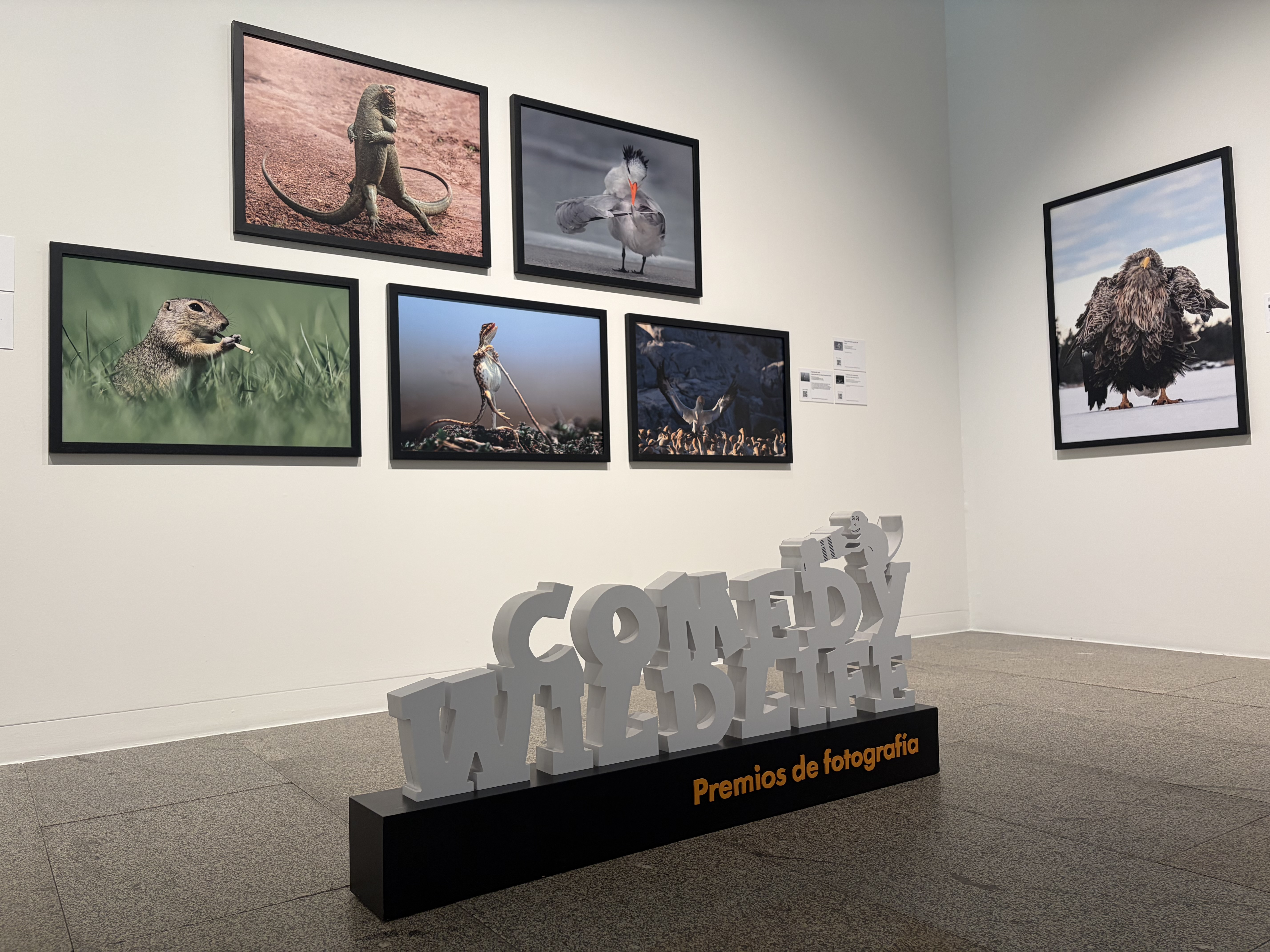 Afundación propone descubrir la comicidad escondida en la naturaleza con su nueva exposición en A Coruña, «Comedy Wildlife»