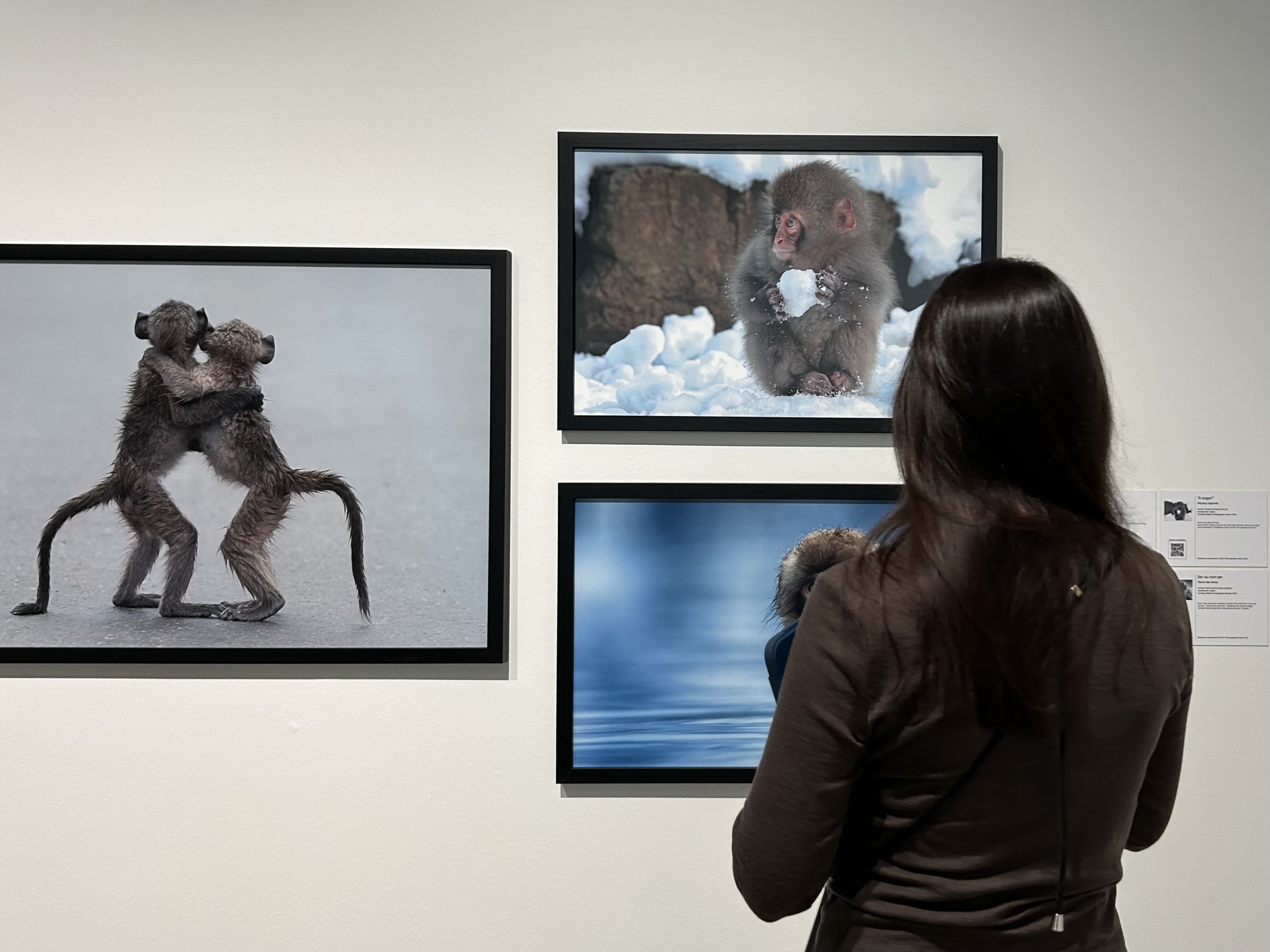 Éxito da exposición «Comedy Wildlife. Premios de fotografía» de Afundación con máis de 3200 visitantes dende a súa apertura