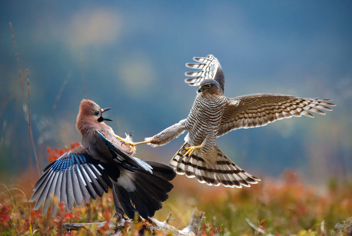 Afundación de Pontevedra presenta las mejores fotos de la naturaleza 