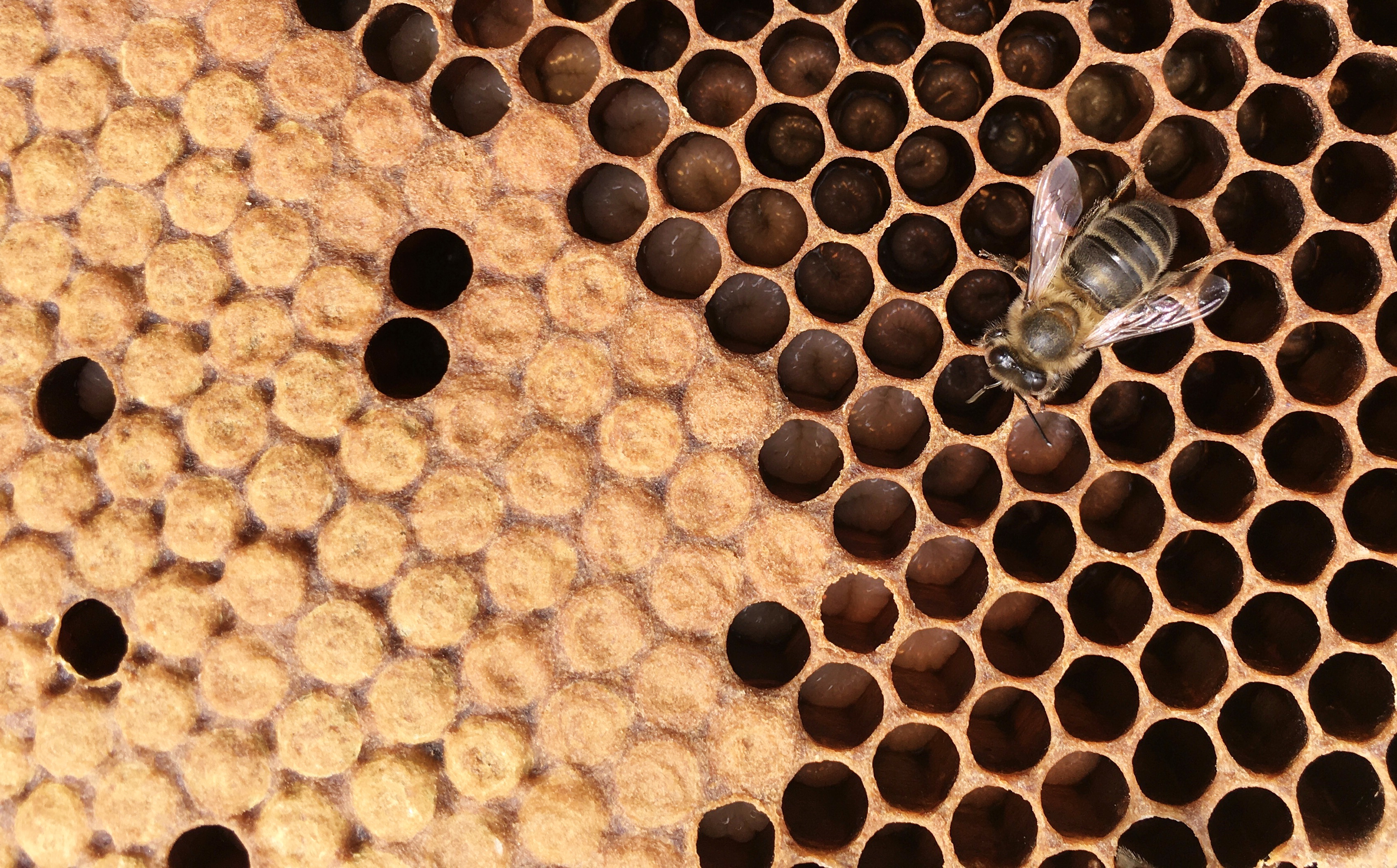 A Sede Afundación de Vigo acolle a mostra «Abellas. O zunido que sostén a vida», un proxecto de Naturnova