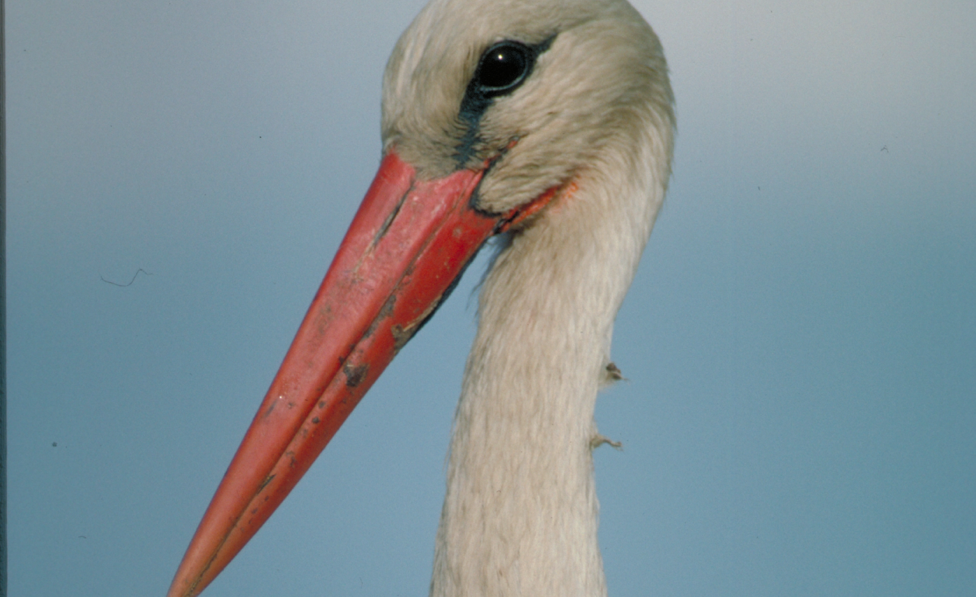 ABANCA, Afundación y el Concello de Salvaterra de Miño presentan la exposición fotográfica «Fauna esencial»